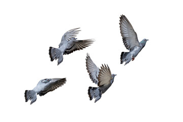 Movement Scene of Group of Rock Pigeons Flying in The Air, Transparent background PNG file.