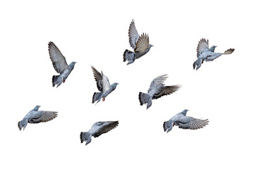 Movement Scene of Group of Rock Pigeons Flying in The Air, Transparent background PNG file.