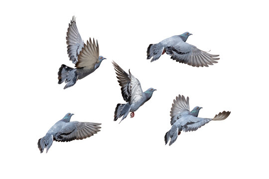 Movement Scene of Group of Rock Pigeons Flying in The Air, Transparent background PNG file.