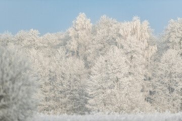 Beautiful winter day with trees covered with hoarfrost
