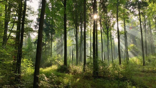 Sunny morning in the forest - aerial footage