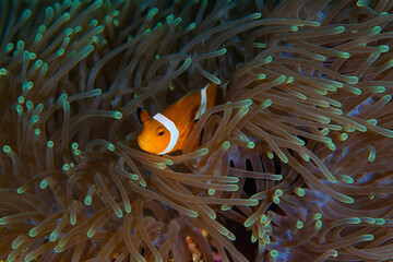 Orange white striped nemo clownfish nestled in its brown translucent anemone habitat