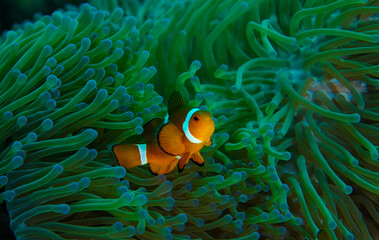 Orange nemo clownfish swimming out of its green habitat