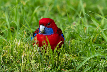 Crimson Rosella Parrot  sitting in grass. This parrot is native to eastern and south-eastern Australia. Scientific name Platycercus elegans