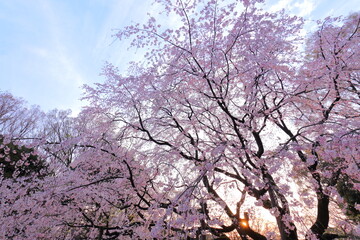 Fototapeta na wymiar Flower, Spring, Cherry blossom