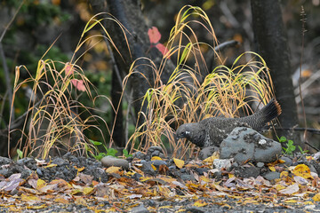 A Spruce Grouse (Canachites canadensis) in Alaska's boreal forest.