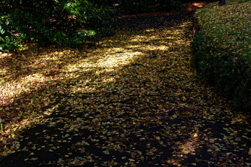 Time to tidy up the path, fallen autumn leaves