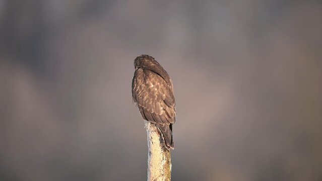 Common buzzard bird ( Buteo buteo )