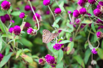 Butterfly drinking nectar on pink gomphrena globosa flower in garden background
