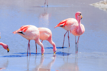 Laguna Hedionda flamingos, Bolivia
