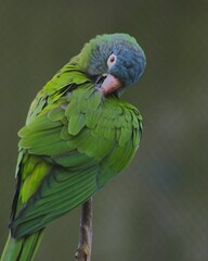 Bolivian parrot preening its feathers - endemic birds from Bolivia