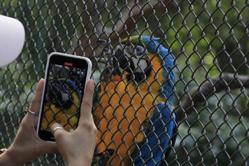 Taking a photo with a cell phone of a Bolivian blue macaw -  endemic birds from Bolivia	