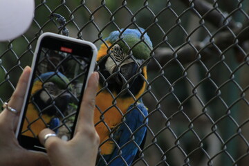 Taking a photo with a cell phone of a Bolivian blue macaw - endemic birds from Bolivia