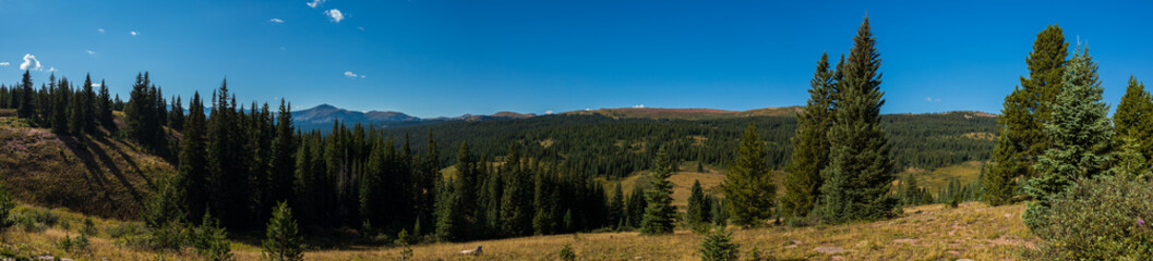 Panorama of the Rocky Mountain forests near tundra line