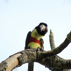 Bolivian toucan on a tree branch - endemic birds from Bolivia