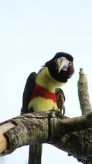 Bolivian toucan on a tree branch - endemic birds from Bolivia