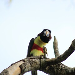 Bolivian toucan on a tree branch