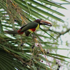 Bolivian toucan on a palm tree with food in its beak - endemic birds from Bolivia