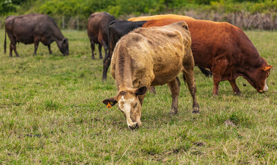 Cows grazing on a Field in Summertime, Cow Farm. Close up of a brown cows on a green alpine meadow.