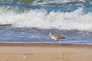 Numenius arquata. Curlew (Kuitala) on the seashore.