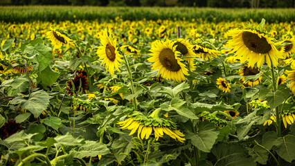 2022-08-30 Von Thun Sunflowers