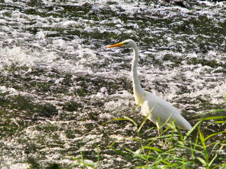 The white heron hunts for fish in rough water.
