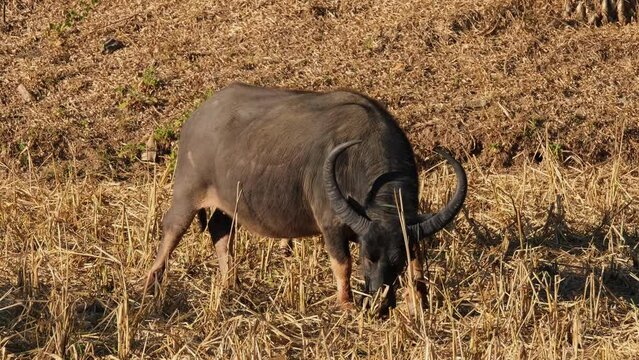 A huge individual grazing on dry grass while moving to the right, Carabaos Grazing, Water Buffalo, Bubalus bubalis, Thailand.