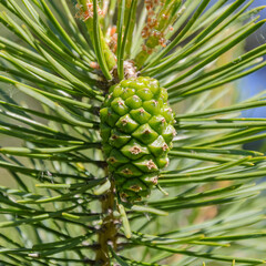 young pine cone