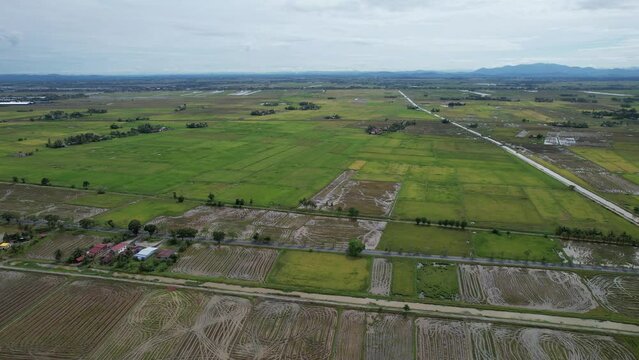 The Paddy Rice Fields of Kedah, Malaysia