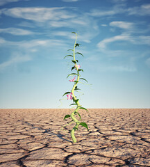 Fototapeta Beanstalk grows in dry land. obraz