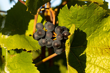 Close-up blue grapes between leaves and branches at the Johannisberg Rheingau in Germany. Late...