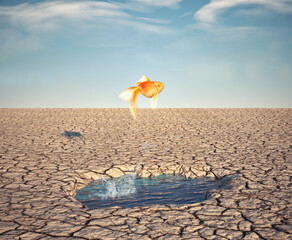 Fototapeta Golden fish jumps off a water puddle in the desert. Escape and stuck concept. obraz