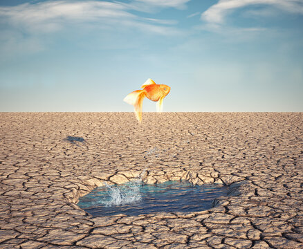 Golden fish jumps off a water puddle in the desert. Escape and stuck concept.