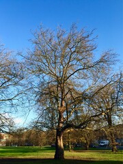 Obraz premium Trees in the park