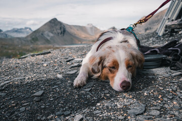 Glücklicher Australian Shepherd beim Wandern