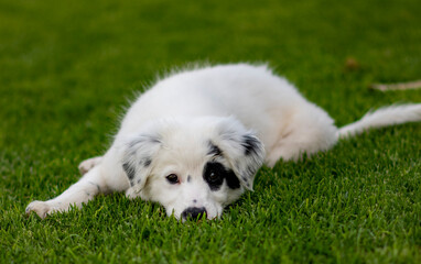 puppy, dog, wolf, playing, toy