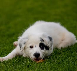 puppy, dog, wolf, playing, toy