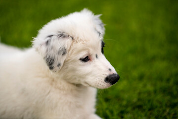 puppy, dog, wolf, playing, toy