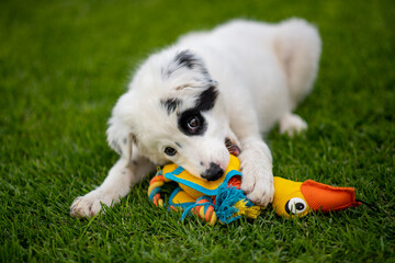 puppy, dog, wolf, playing, toy