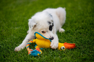 puppy, dog, wolf, playing, toy