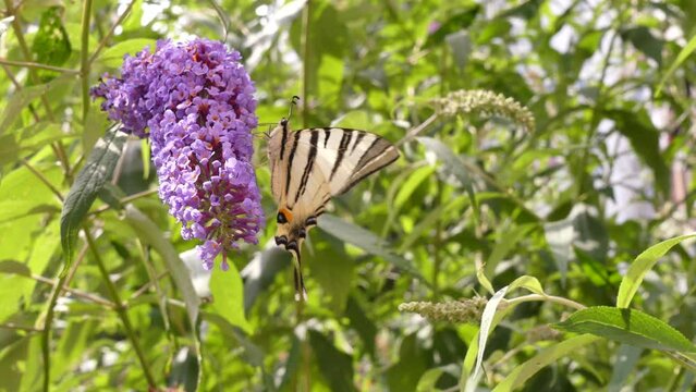 The Scarce swallowtail (Iphiclides podalirius) is one of the most beautiful butterflies in Ukraine and Europe. Odessa oblast (Ukraine).