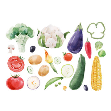Beautiful vector set with hand drawn watercolor healthy vegetable food. Eggplant cauliflower corn broccoli zucchini tomato chili papper potato illustrations