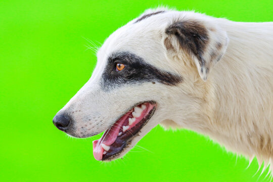 Portrait Of A Dog On Green Screen