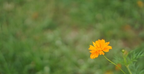 yellow dandelion flower
