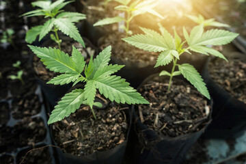 Free marijuana of thailand. Cannabis seedlings in nursery bags in nurseries with outdoor organic cultivation.