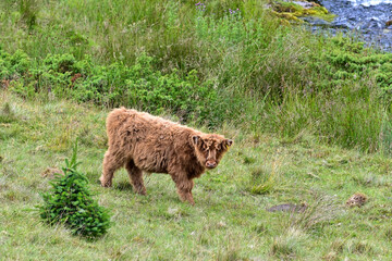 Freilaufende Highland Cow in den Highlands von Schottland, Jungtier, Kalb