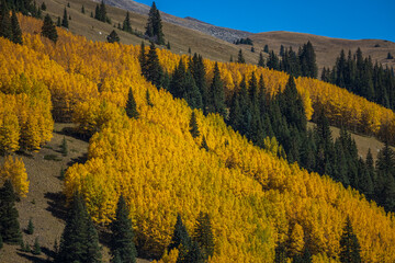 Autumn aspen trees turning from green to gold