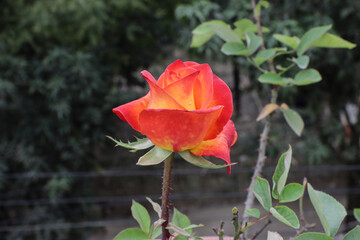 Closeup of a beautiful rose flower bloom in the garden