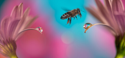 bee and flowers with dew drop