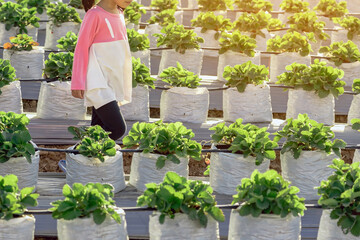 Happiness young girl having fun and cheerful in the organic strawberry farm on warm sunny day. New generation with agriculture. Kid on strawberry plantation field. Outdoor summer fun in countryside.